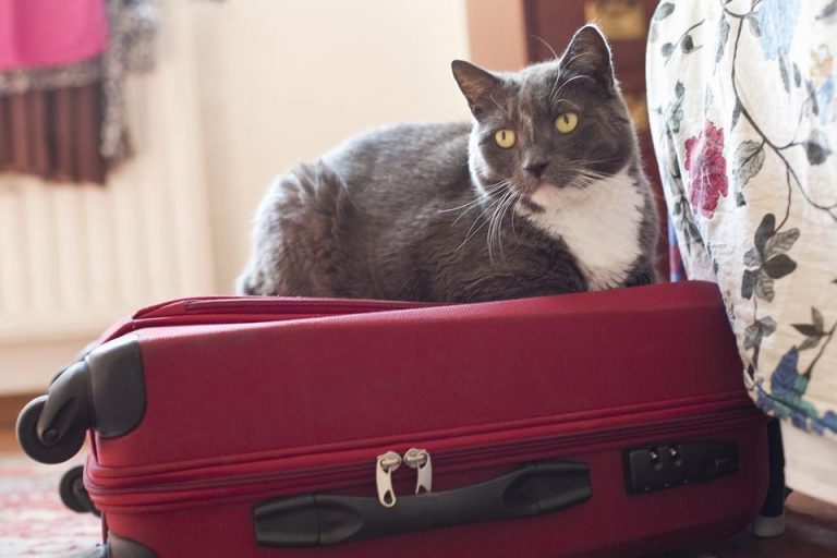 Can I bring my pet?