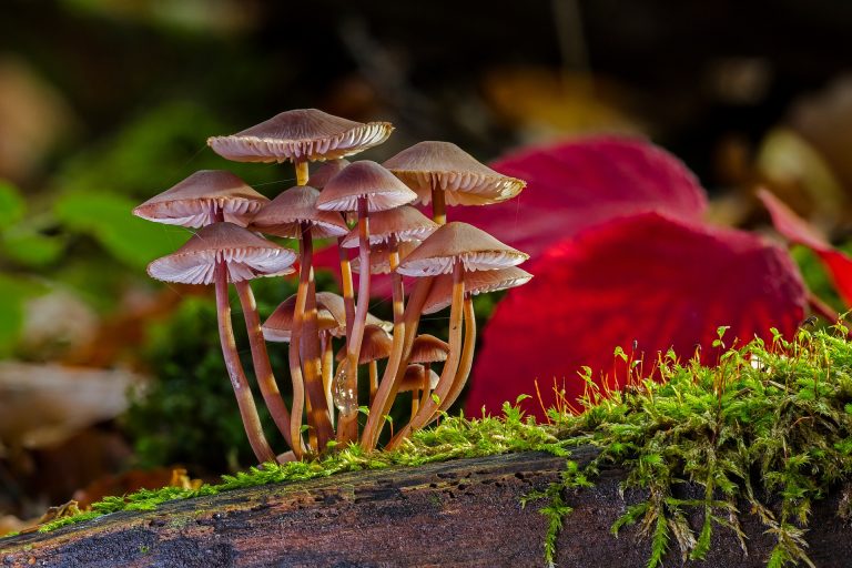 johns Hopkins to open research center studying 'magic mushrooms,' other psychedelic treatment