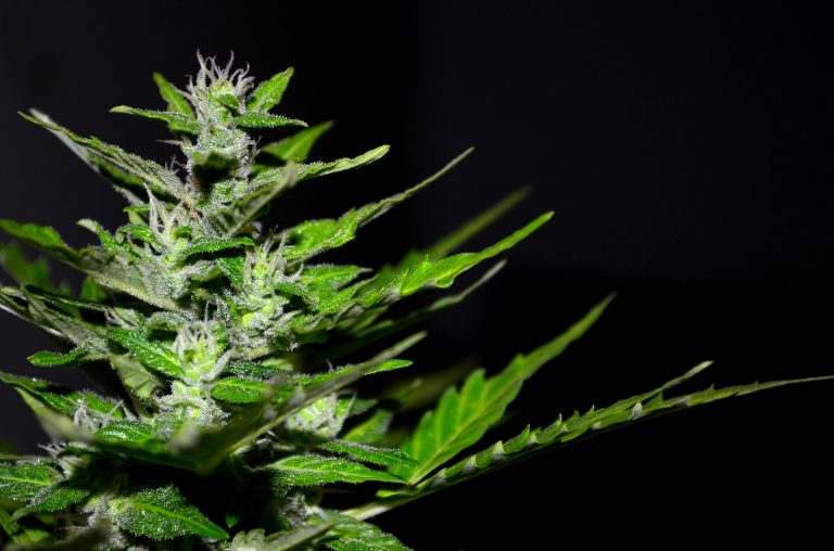 cannabis legalization