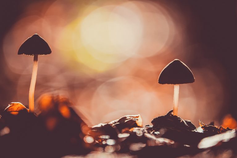 SC-FI or Medicine: Combining Psychedelics and Marijuana