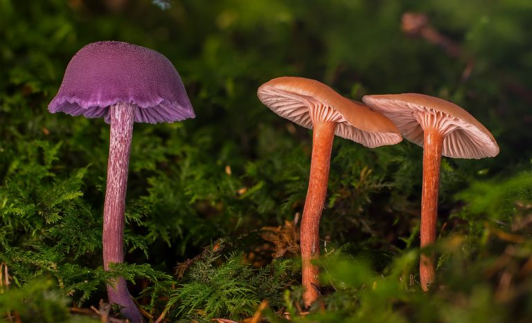 magic mushrooms
