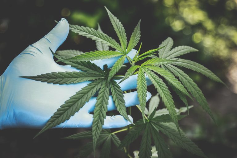 cannabisrecover
