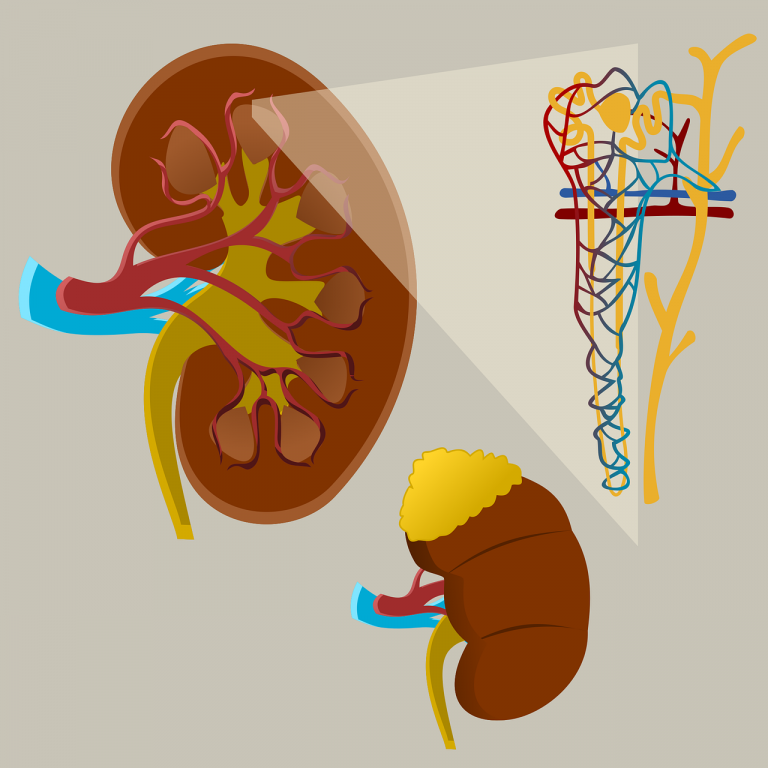 Masturbation Effects on Kidneys