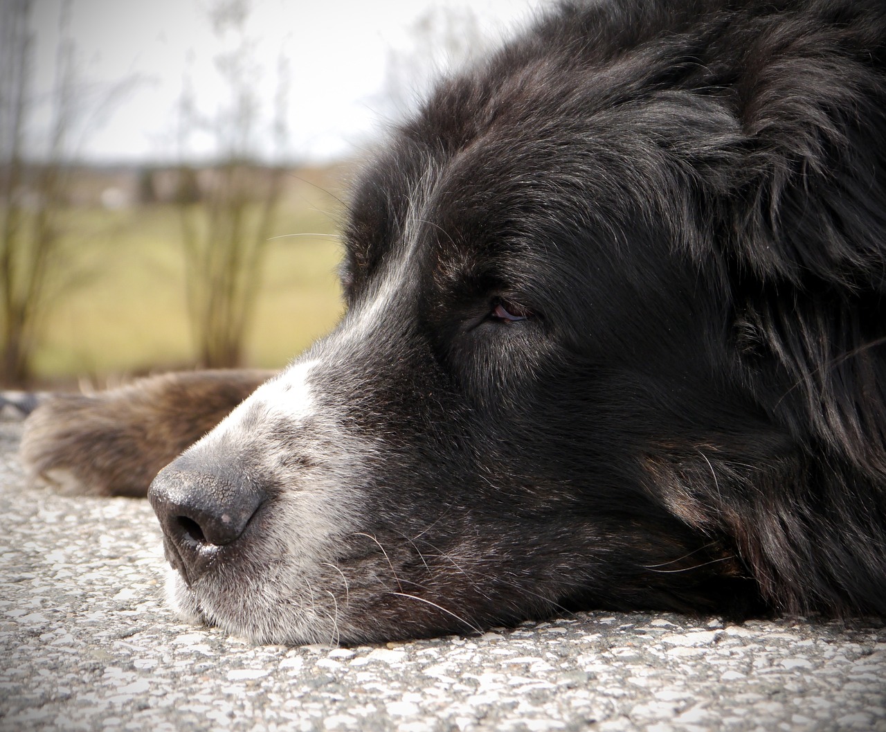 How Can You Improve the Quality of Life for a Dog with Dementia