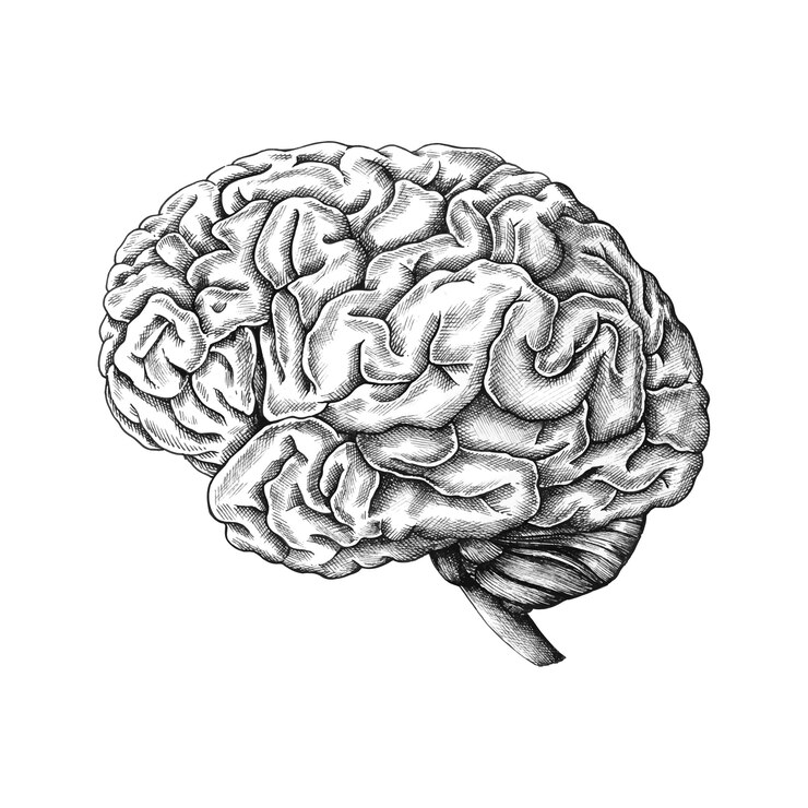 Addiction Recovery and Neuroplasticity: Rewiring the Brain