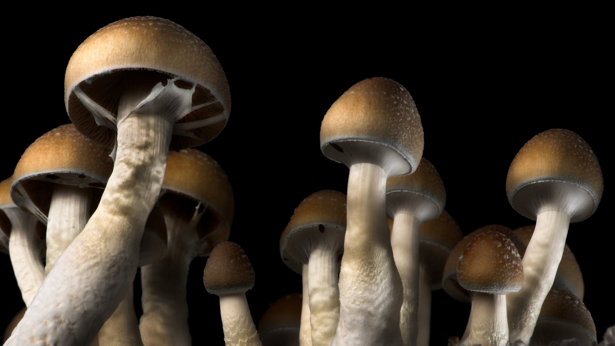How Long Do Shrooms Take to Kick In?