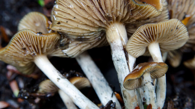 Do Magic Mushrooms Show Up on a Drug Test?