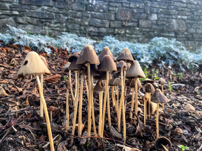 Do Shrooms Show Up in a Urine Drug Test?