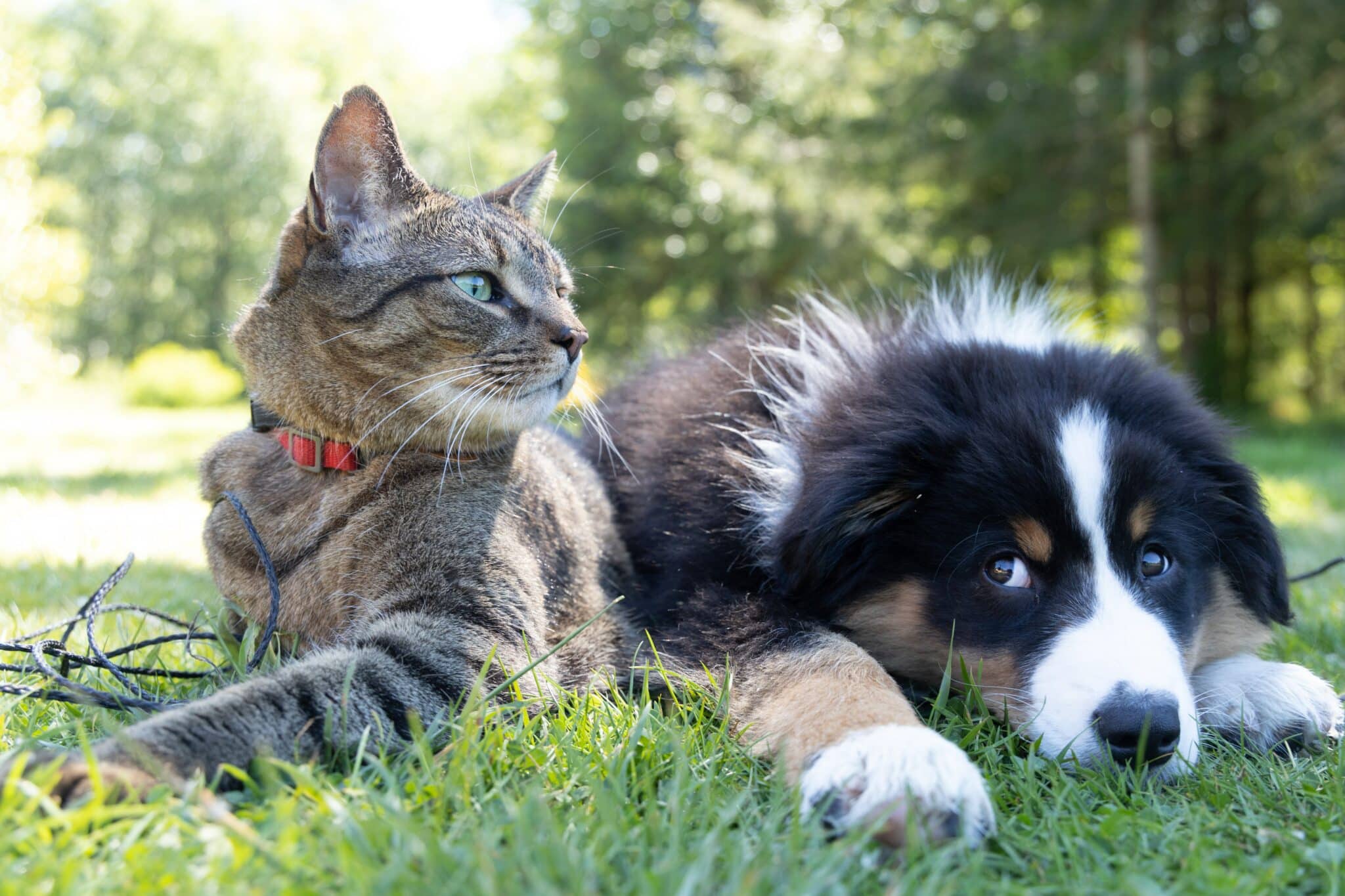 The Transformative Power of Pet Therapy in Mental Health and Addiction Recovery
