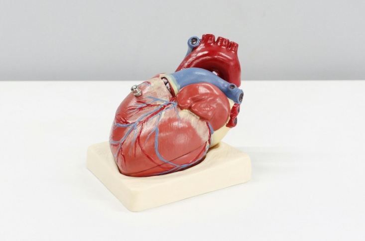 Signs You Might Have a Mitral Valve Condition